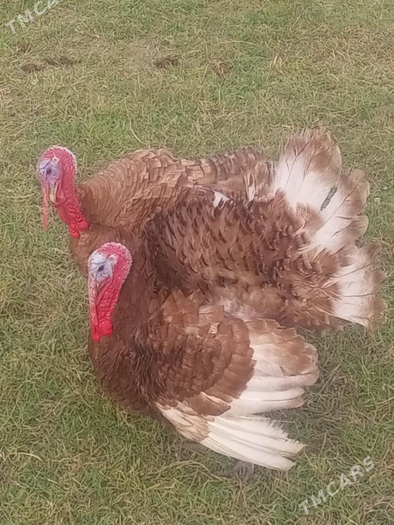 induk horaz - Мургап - img 1