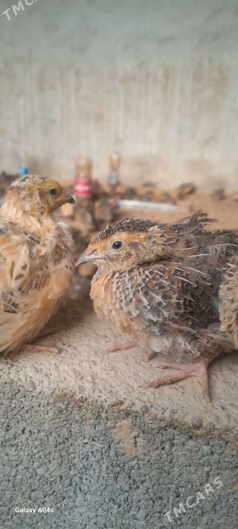 Bedene - Gökdepe - img 3