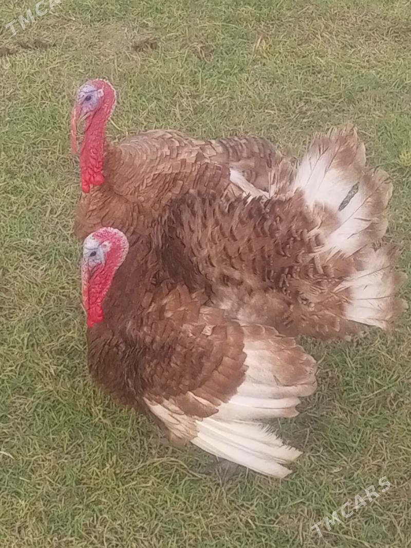 induk horaz - Мургап - img 2