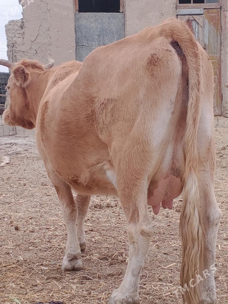 göleli sygyr - Bereket - img 1