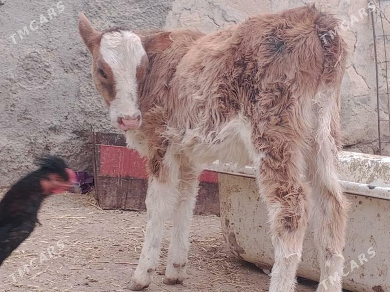 göleli sygyr - Bereket - img 4