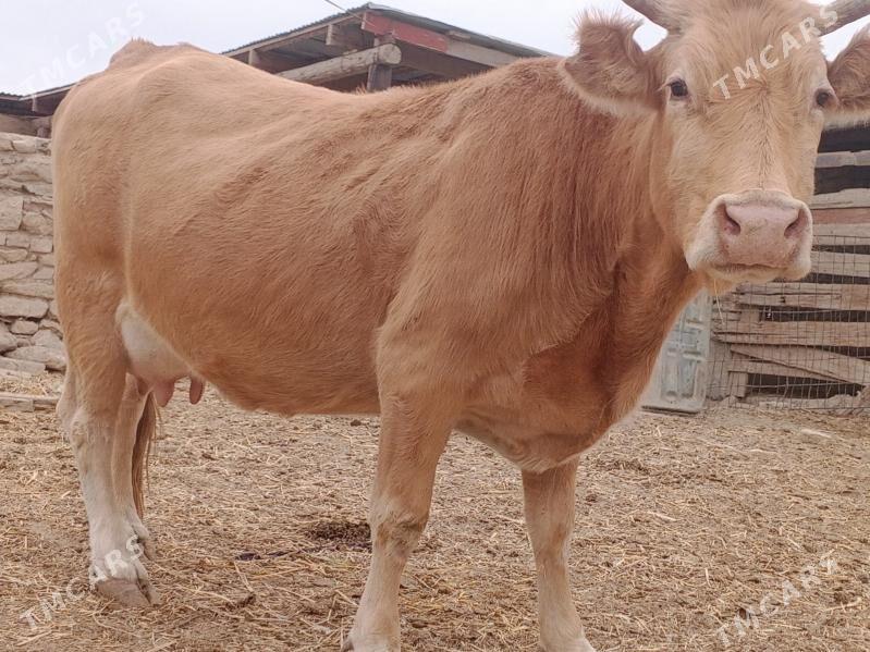 göleli sygyr - Bereket - img 3