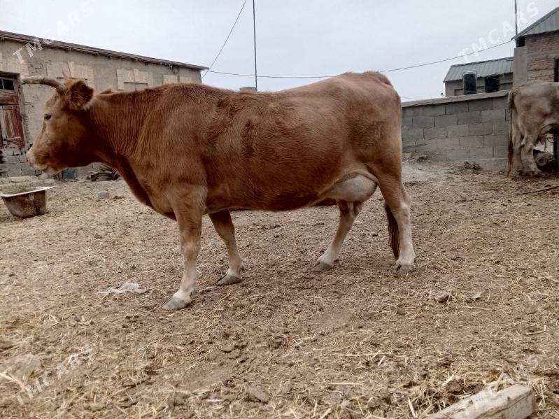 göleli sygyr - Bereket - img 2