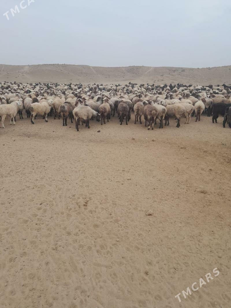 goyun - Гумдаг - img 2