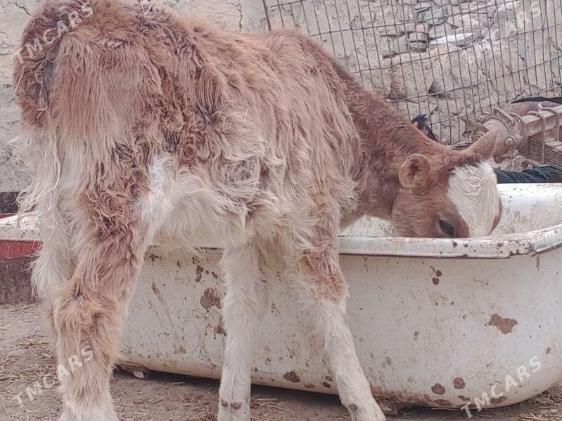 göleli sygyr - Bereket - img 5