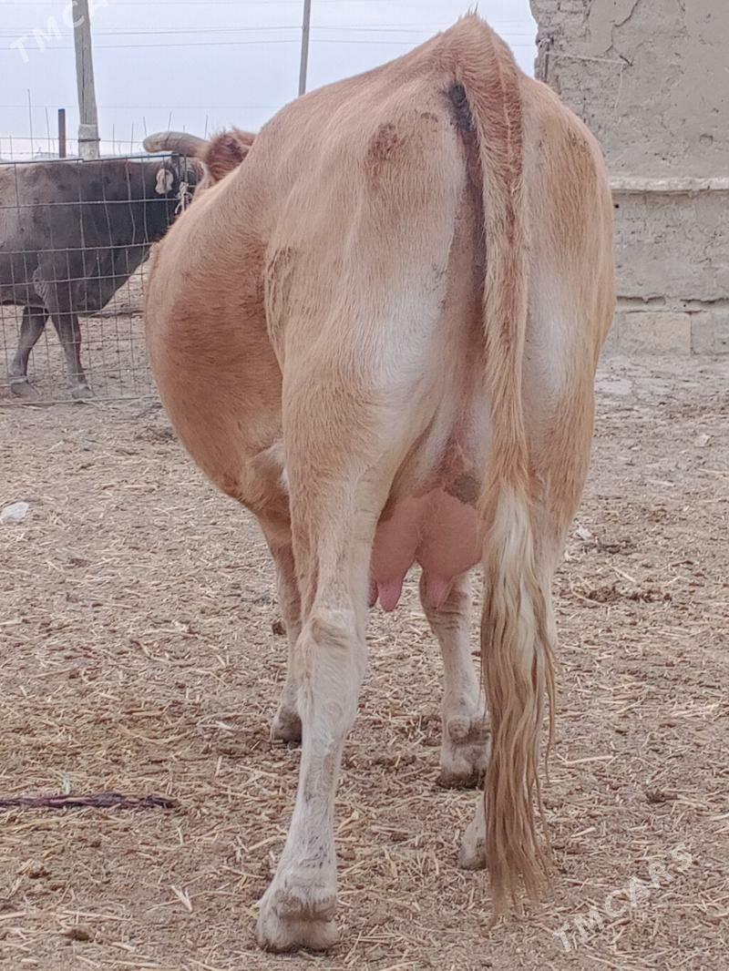 göleli sygyr - Bereket - img 6