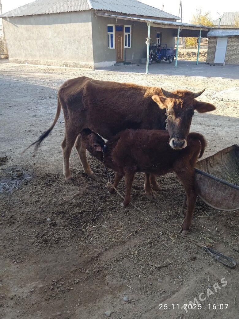 goleli sygyr - Babadaýhan - img 1