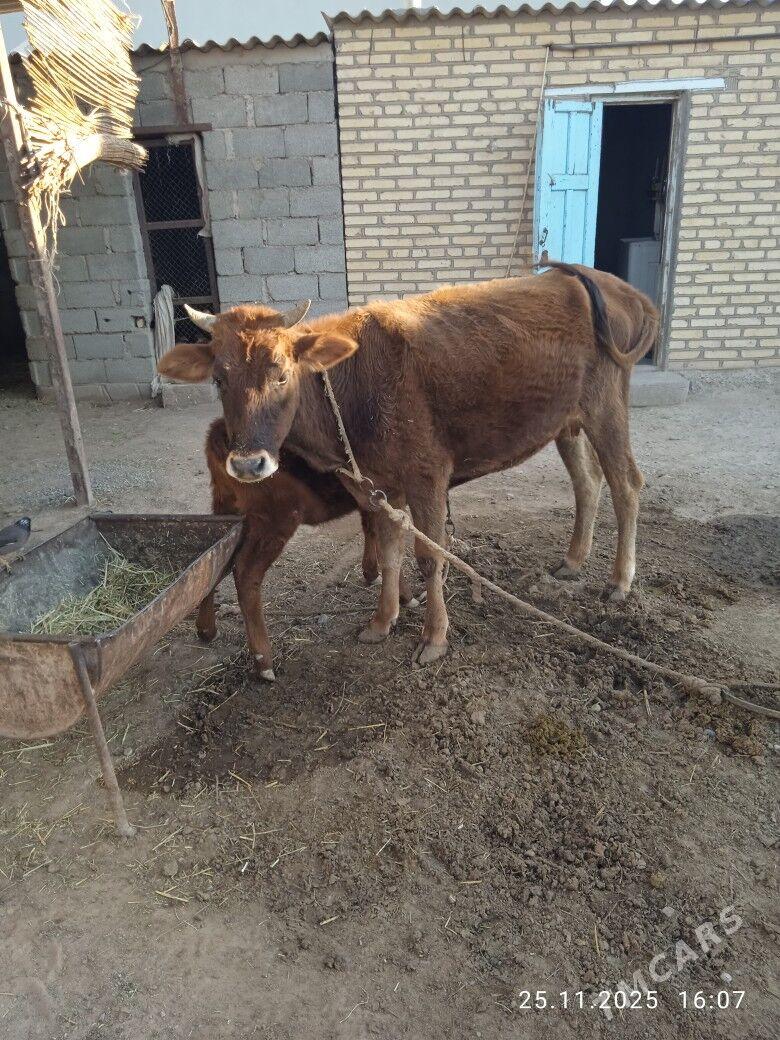 goleli sygyr - Babadaýhan - img 2