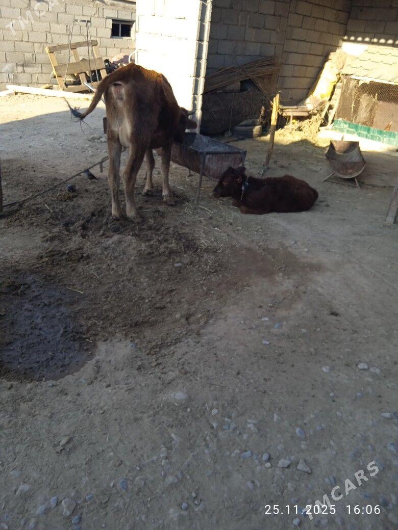 goleli sygyr - Babadaýhan - img 3