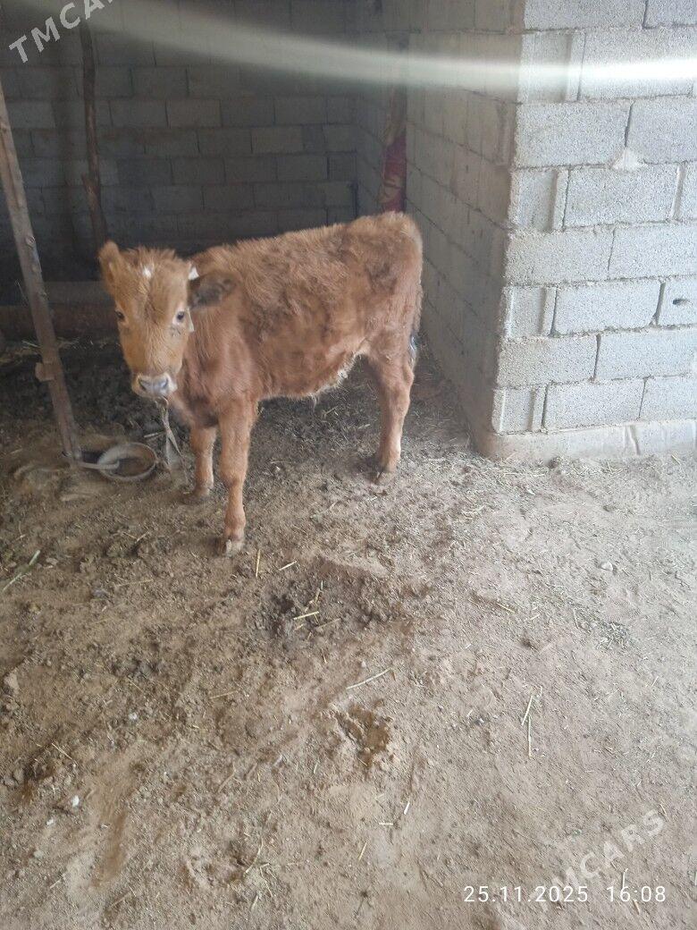 ökiz - Babadaýhan - img 3