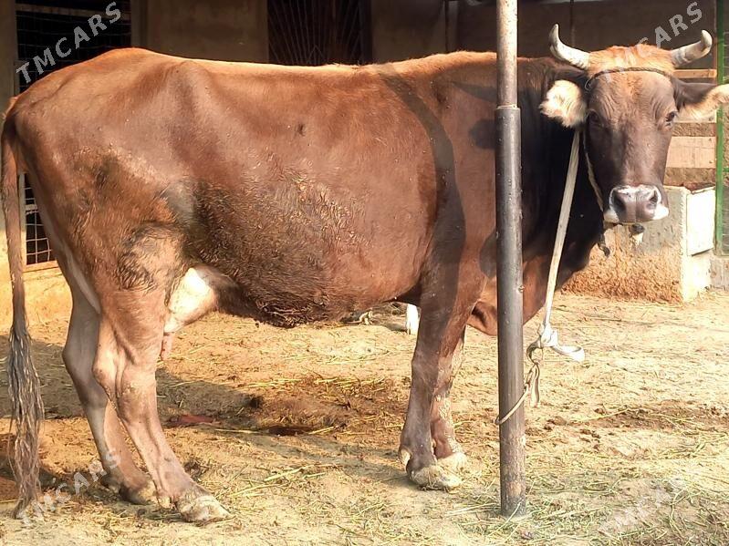 Gölely sygyr - Bäherden - img 2