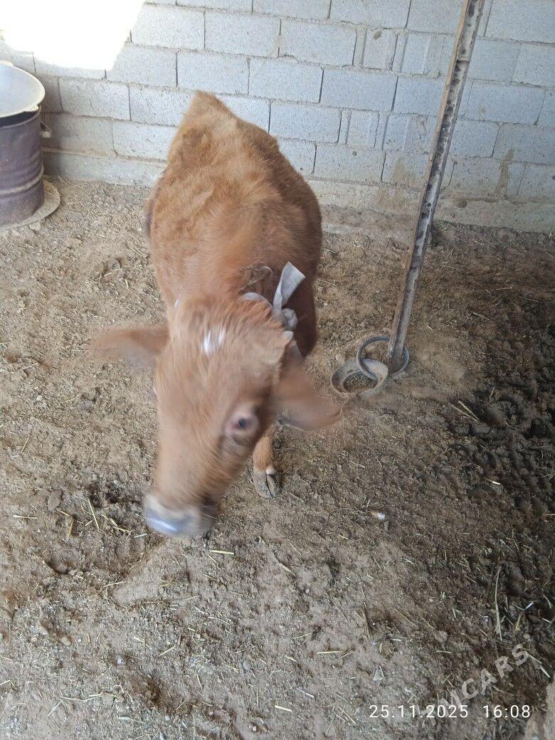 ökiz - Babadaýhan - img 2