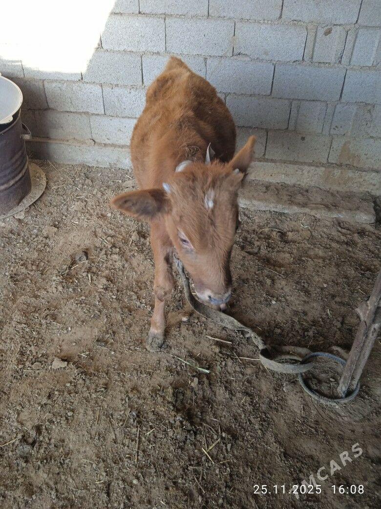 ökiz - Babadaýhan - img 4