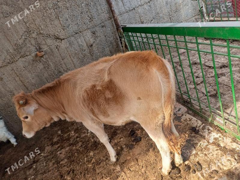 okuz - Бузмеин - img 2