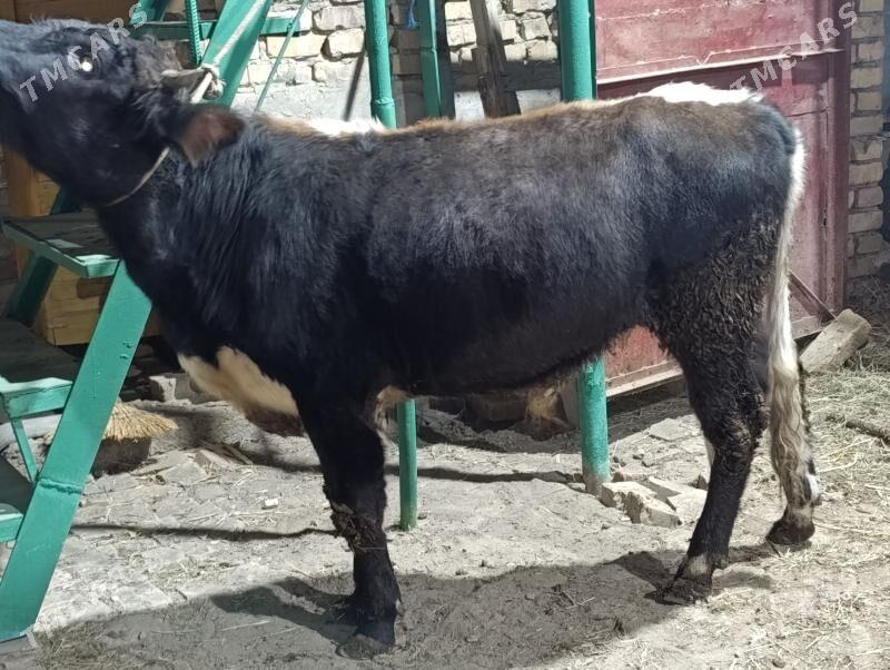 BAKLYK OKUZLER - Türkmenabat - img 10