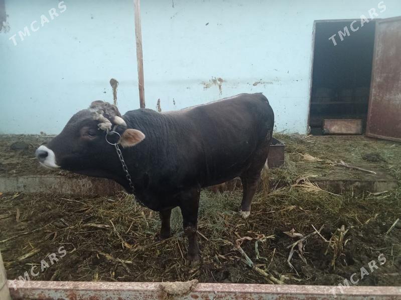 öküz - Gökdepe - img 1