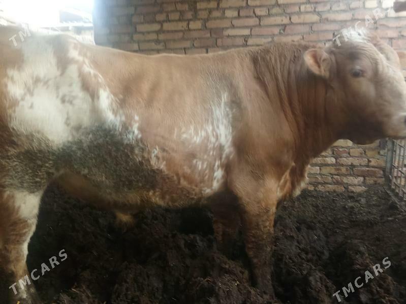 Okuz - Çärjew - img 4