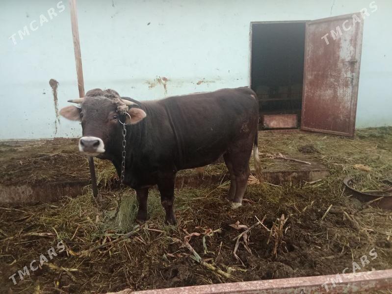 öküz - Gökdepe - img 2