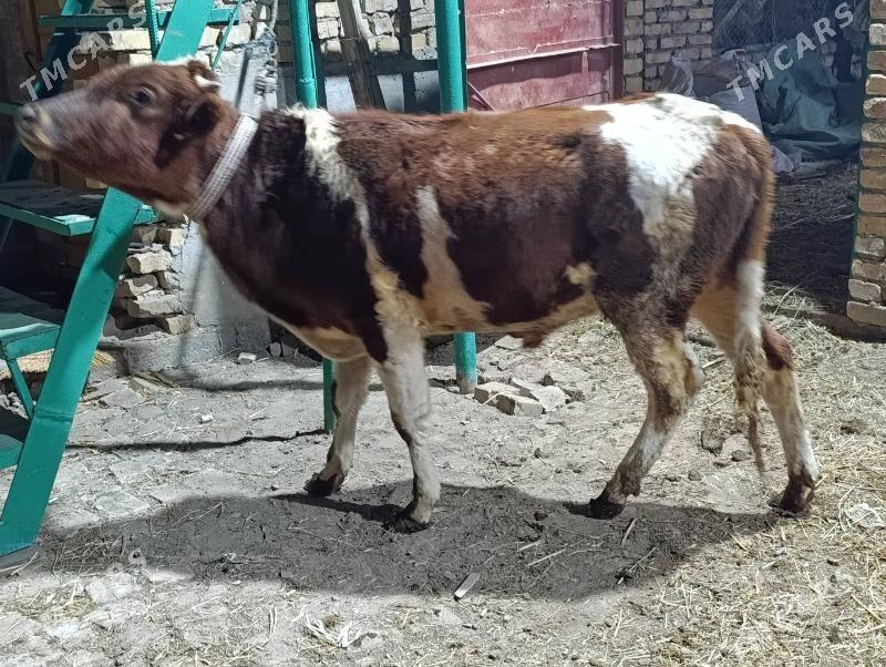 BAKLYK OKUZLER - Türkmenabat - img 6