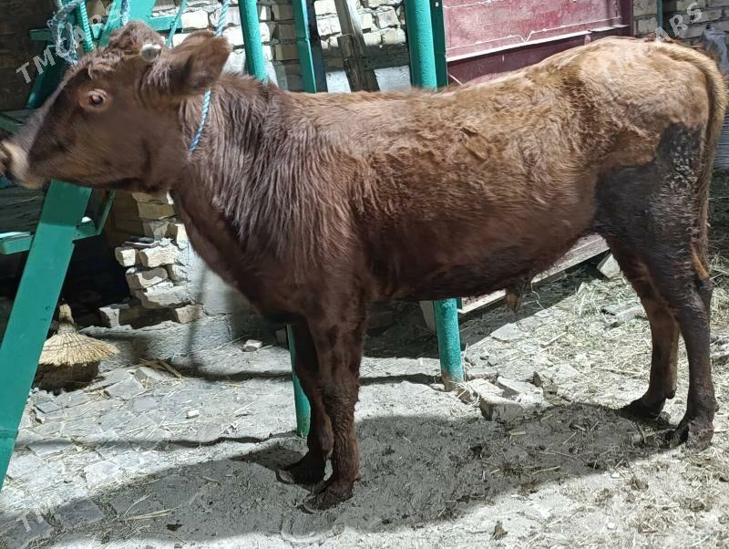 BAKLYK OKUZLER - Türkmenabat - img 9