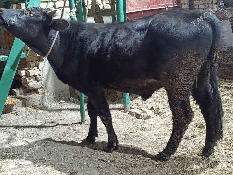 BAKLYK OKUZLER - Türkmenabat - img 2