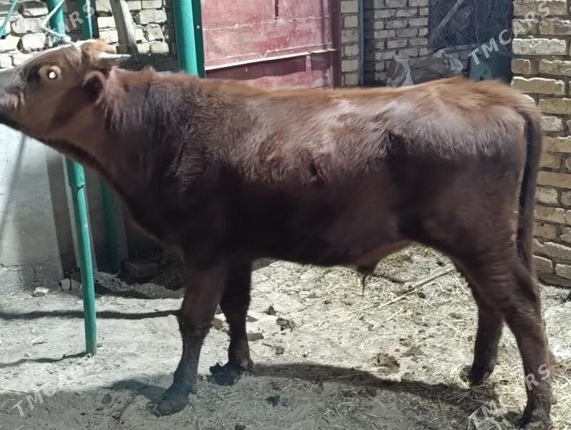 BAKLYK OKUZLER - Türkmenabat - img 3