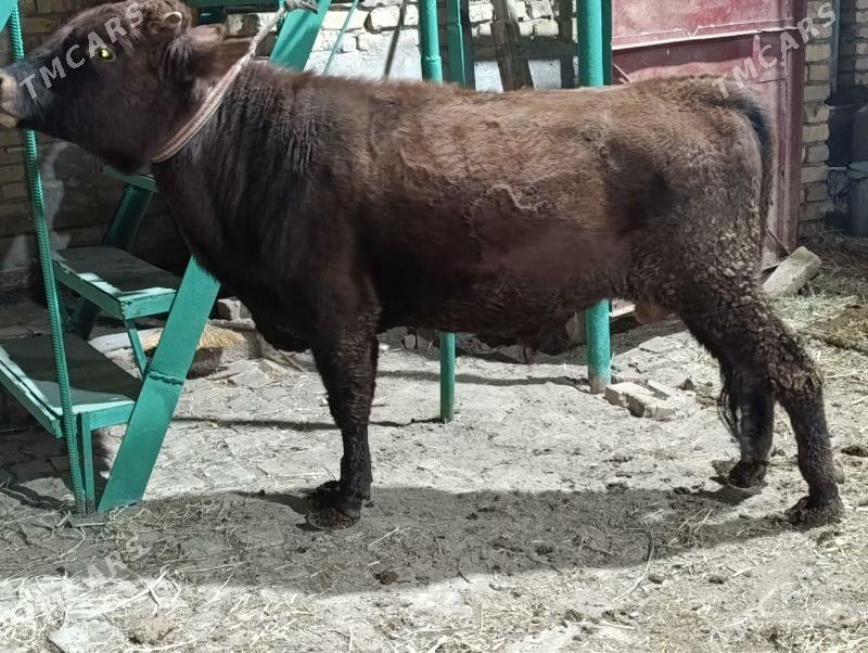 BAKLYK OKUZLER - Türkmenabat - img 7