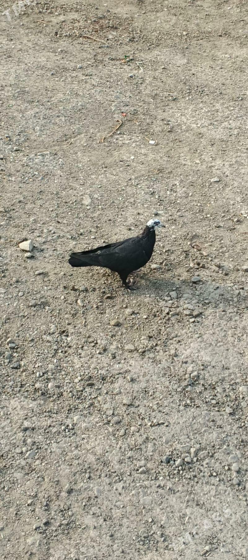 kepderi - Büzmeýin - img 2