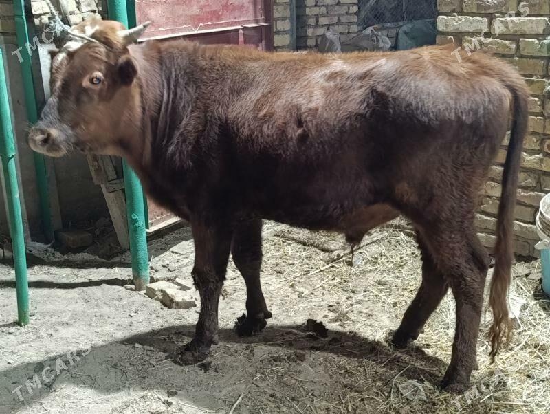 BAKLYK OKUZLER - Türkmenabat - img 4