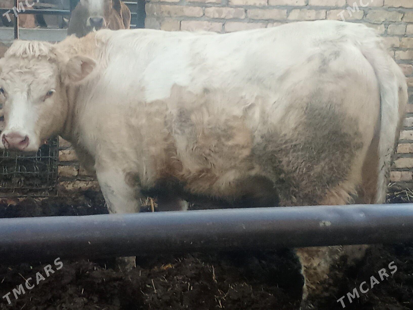 Okuz - Çärjew - img 7