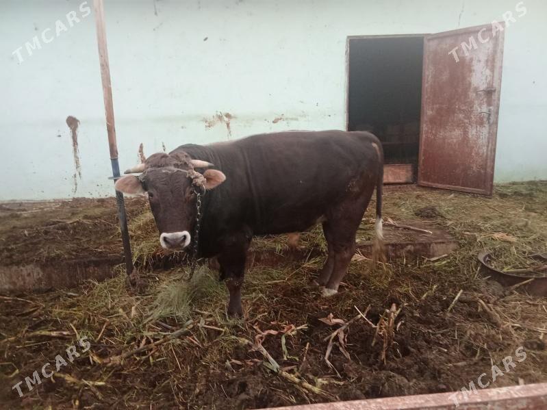 öküz - Gökdepe - img 3