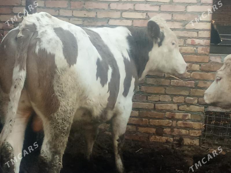 Okuz - Çärjew - img 2