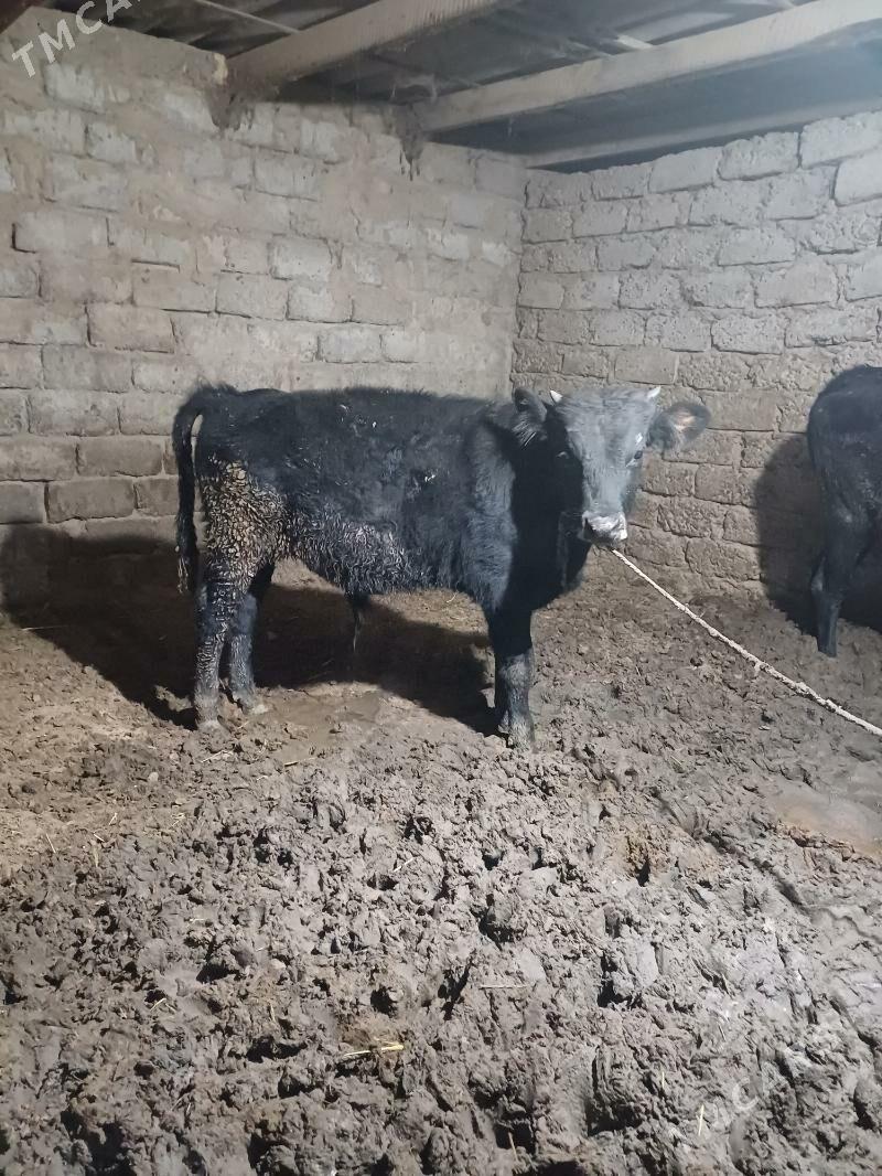 okuz - Бузмеин - img 4