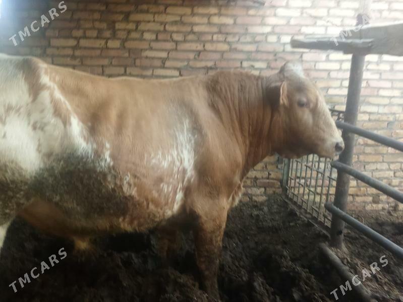 Okuz - Çärjew - img 5