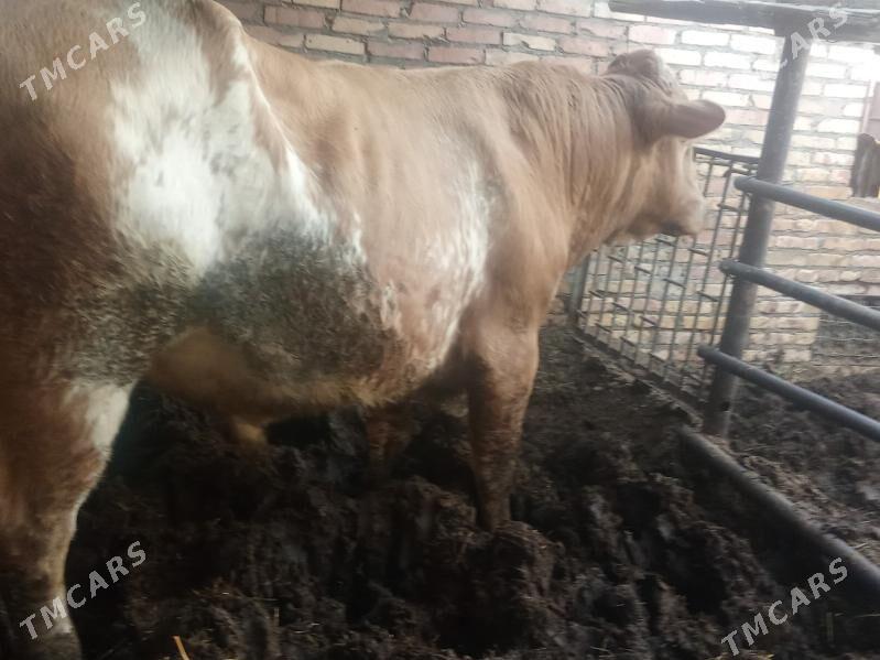 Okuz - Çärjew - img 6