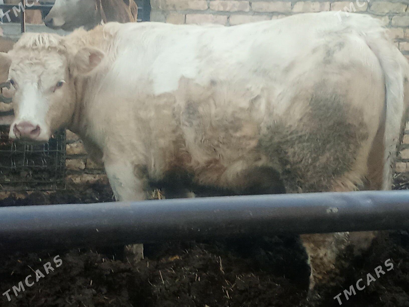 Okuz - Çärjew - img 3