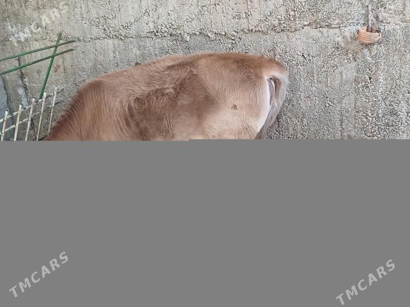 okuz - Бузмеин - img 3