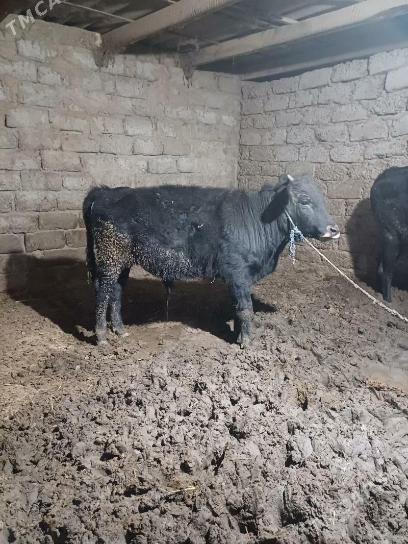 okuz - Бузмеин - img 5