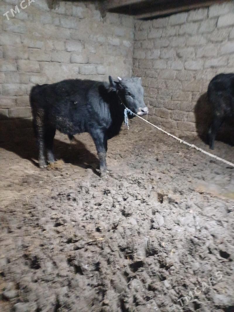 okuz - Бузмеин - img 7