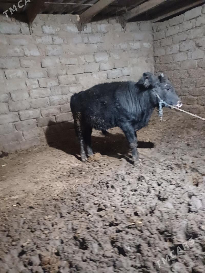 okuz - Бузмеин - img 8