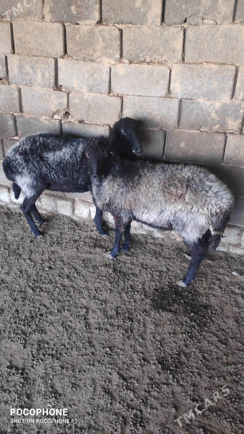 Garakol goyun - Хитровка - img 2