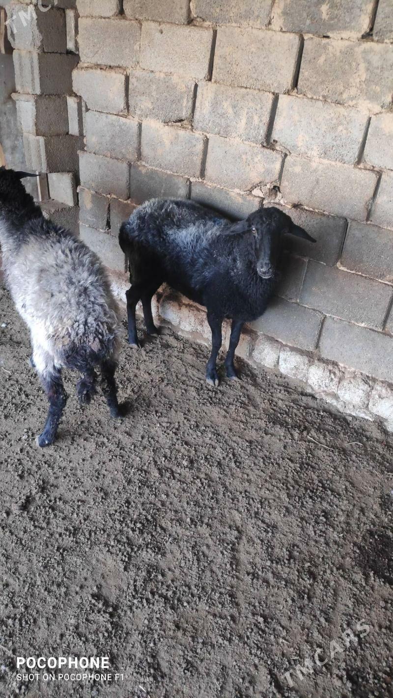 Garakol goyun - Хитровка - img 3