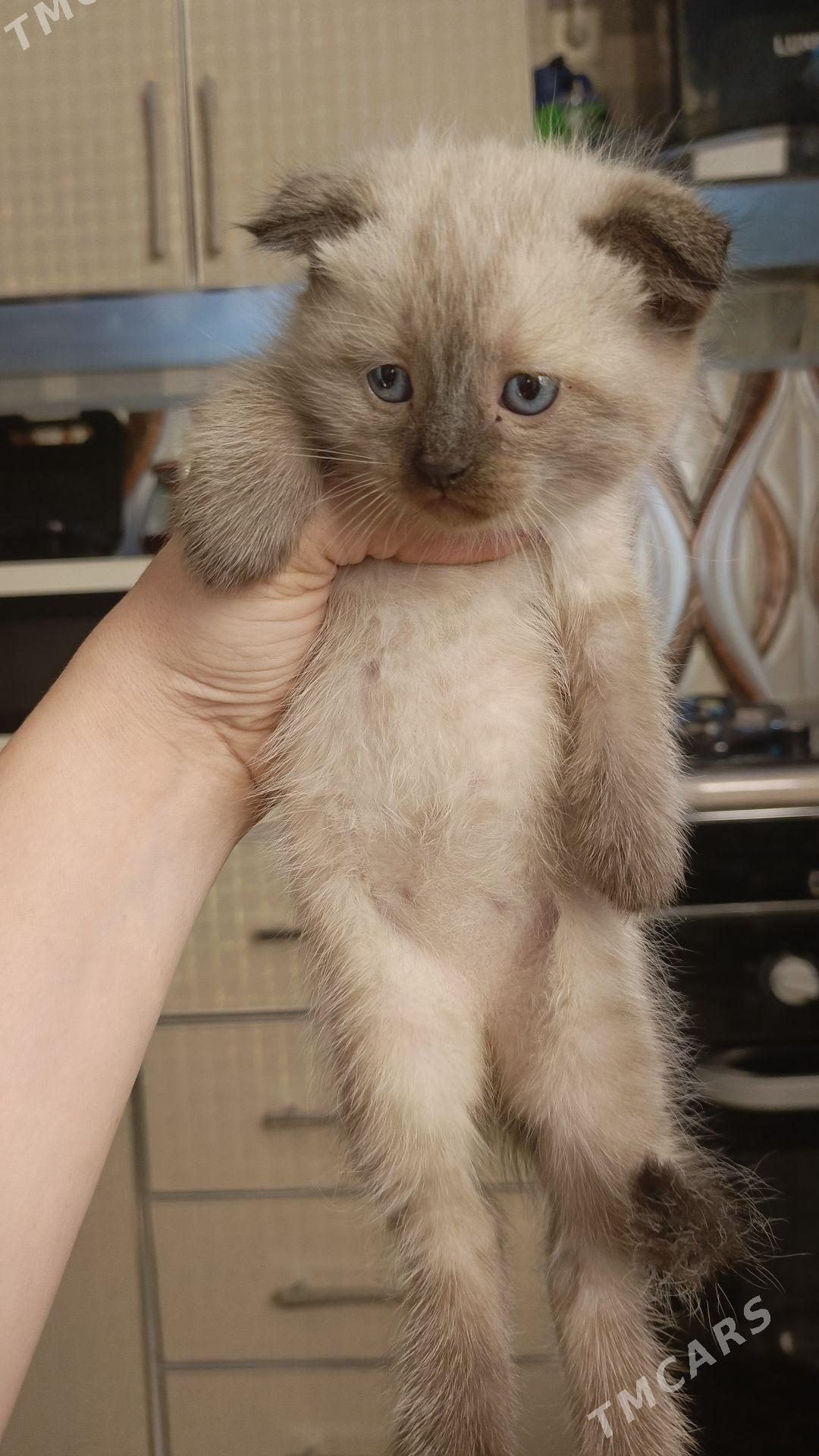 котята - Türkmenbaşy - img 4