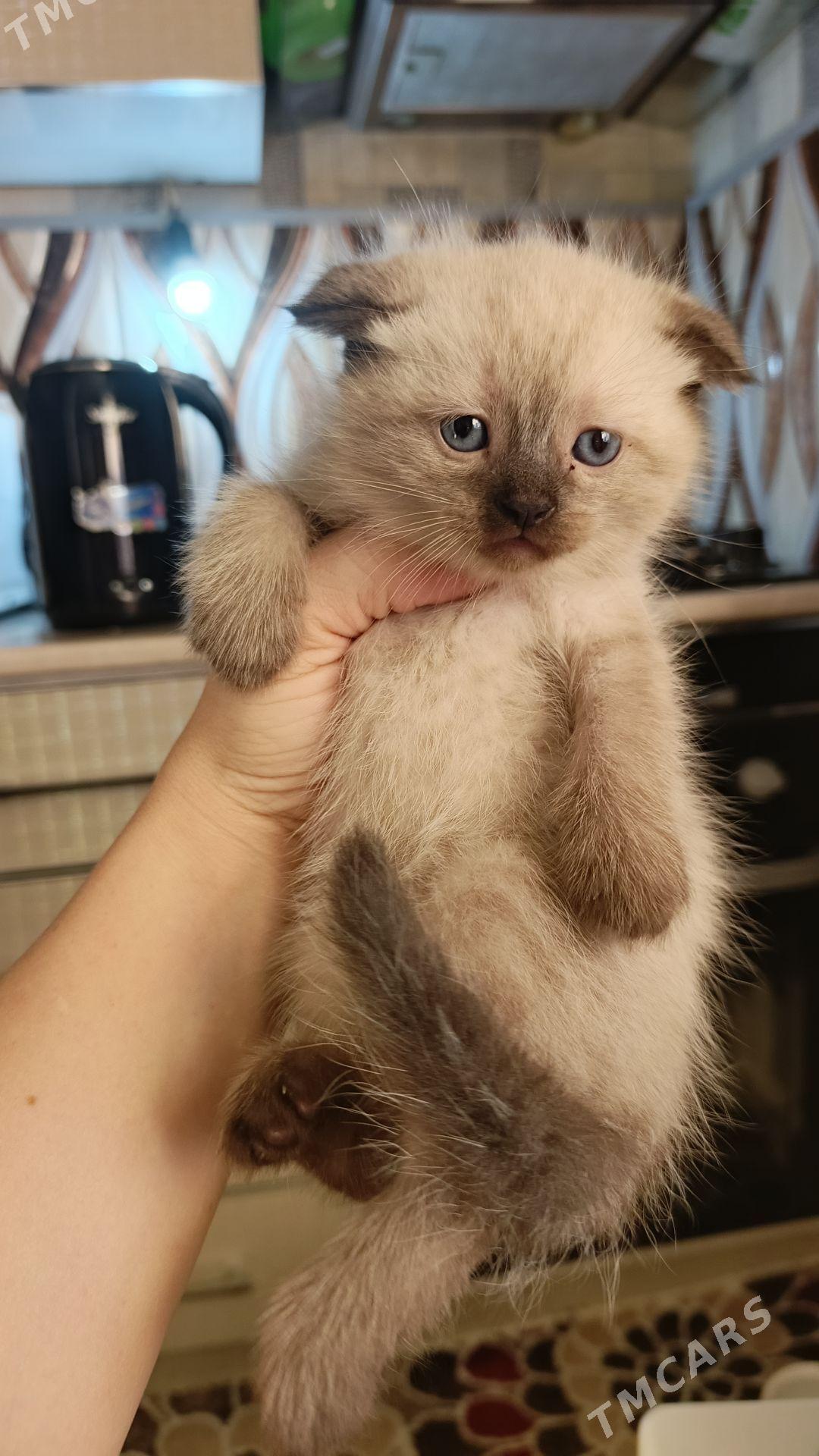 котята - Türkmenbaşy - img 1