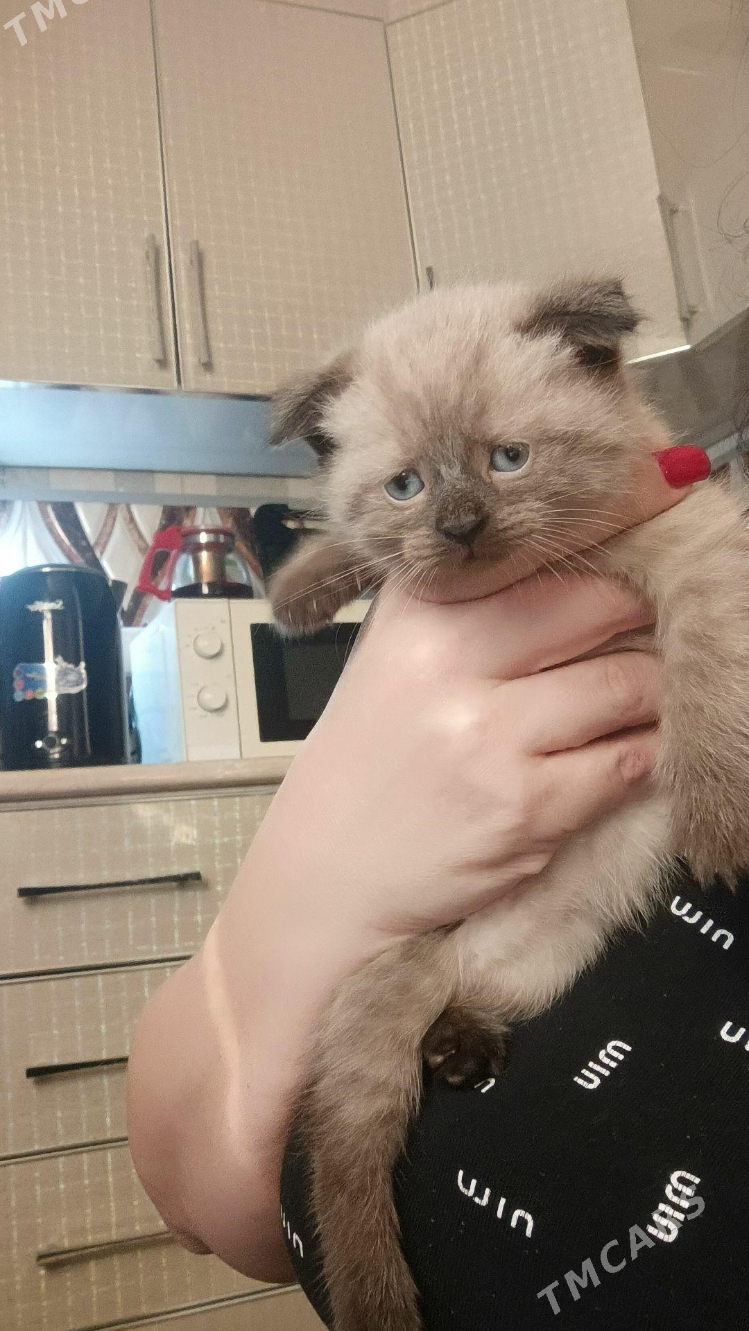 котята - Türkmenbaşy - img 3