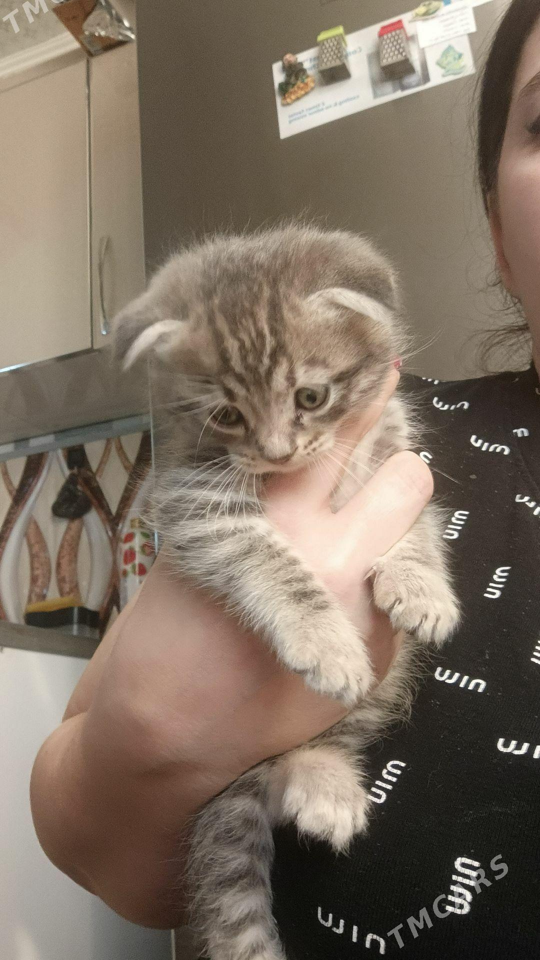 котята - Türkmenbaşy - img 2