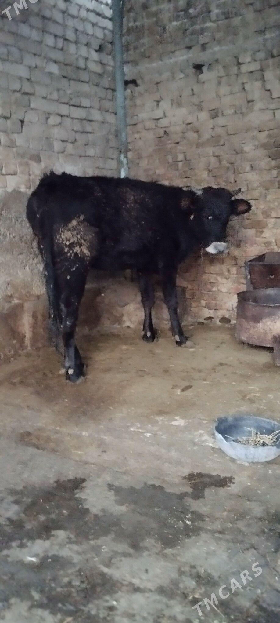 baklgy tuve - Aşgabat - img 3