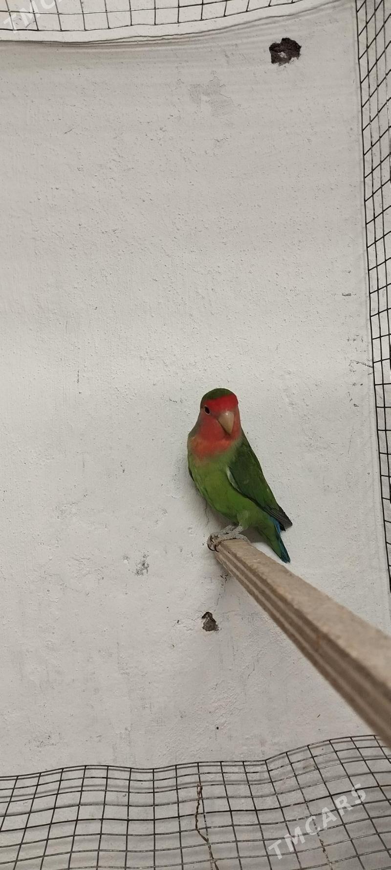 Nerazlucnig - Gypjak - img 2