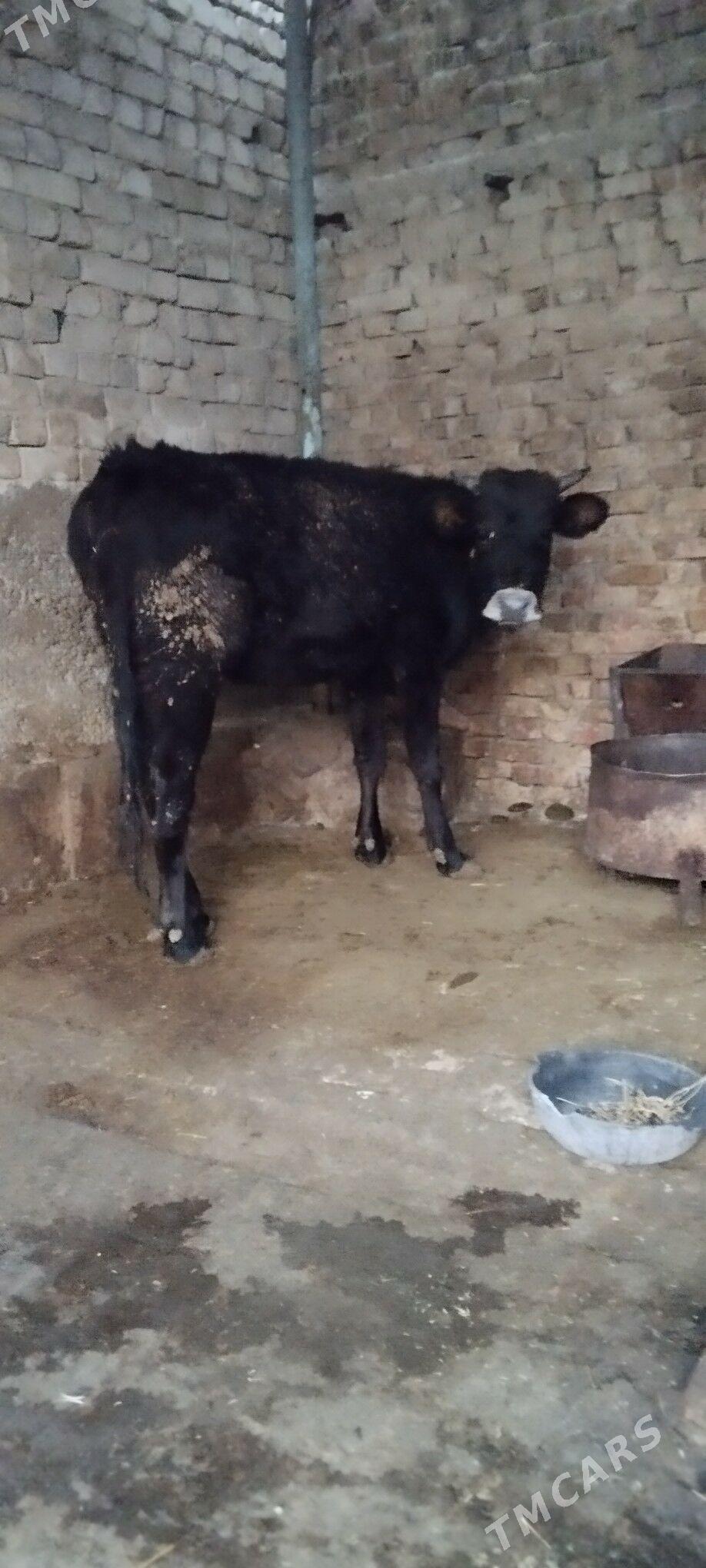 baklgy tuve - Aşgabat - img 4