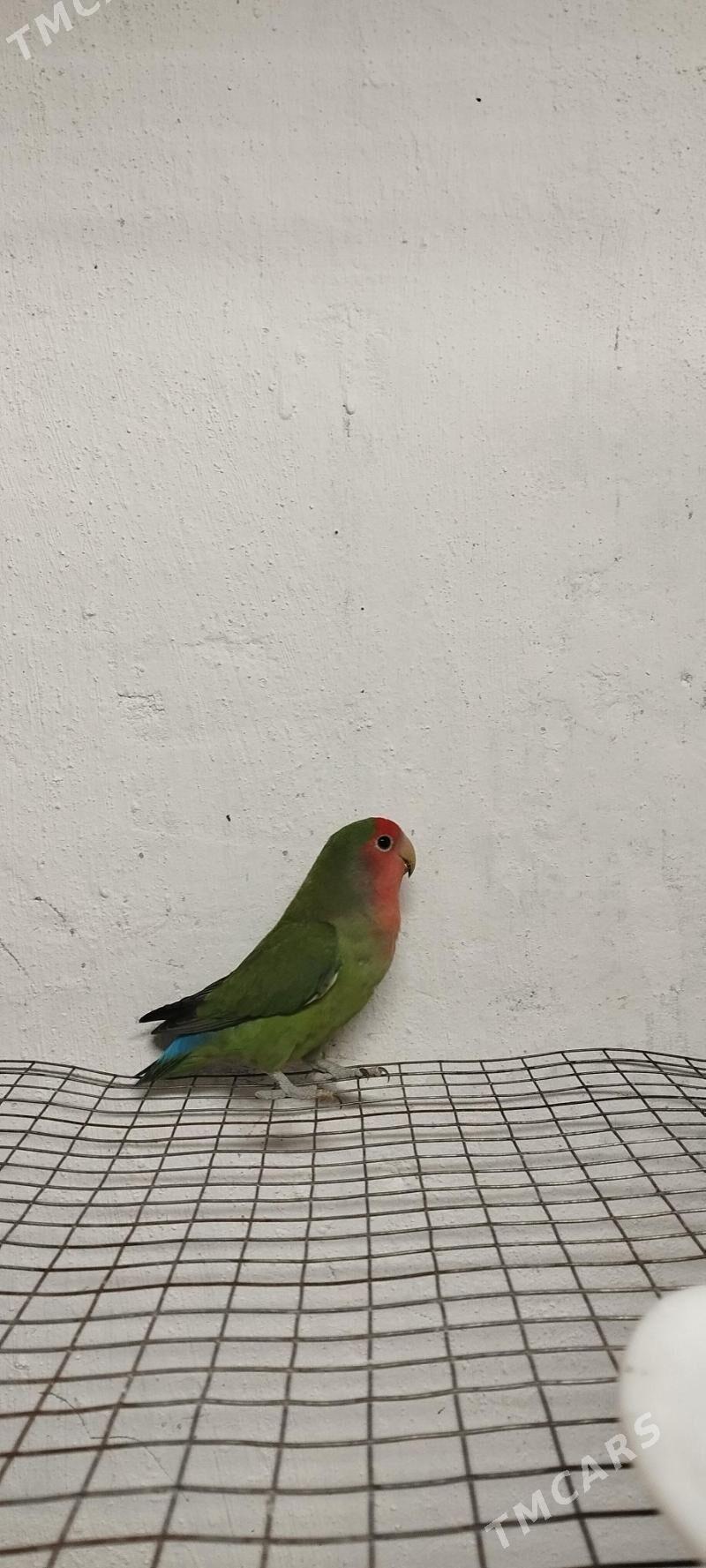 Nerazlucnig - Gypjak - img 3